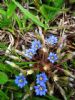 Allium Giganteum Saponin